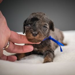 Roper - Merle male Cavapoo puppy in Caldwell, Idaho from Boise Doodle Co.