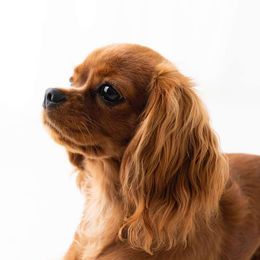Ruby - Cavalier King Charles Spaniel