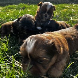 Shih Tzu Puppies from Meihem Pups