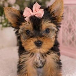 Pretty Girl - Blue and gold female Yorkshire Terrier puppy in Stanton, California from Essence of Grace Yorkies
