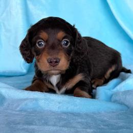 Chocolate Kiss - Chocolate and tan female Dachshund puppy in Hawley, Texas from Foxy’s Dachshunds & Toy Aussies