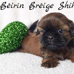 RUFUS - ADOPTED! - Red male Shih Tzu puppy in Middle Grove, New York from Beirin Breige Shih Tzus