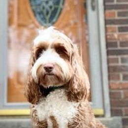 Labradoodles from Coopers Ridge