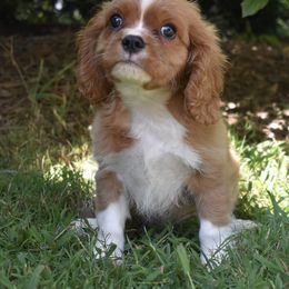 Ludo - Blenheim male Cavalier King Charles Spaniel puppy in Lula, Georgia from Cavaliers by Crumley