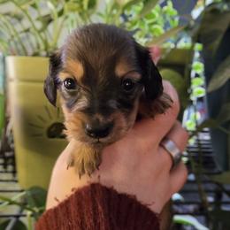 Sardonyx - Cream male Dachshund puppy in Windom, Minnesota from Aster Creek Dachshunds & Australian Shepherds