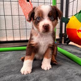 Teal - Red merle female Miniature Australian Shepherd puppy in Arizona from Country Charm Mini Aussies