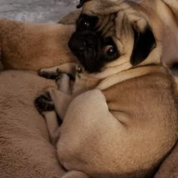 Louise - Pug