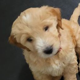 Goldendoodles from Maggie's Mini Doodles