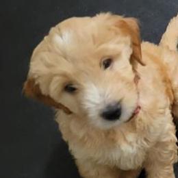 Goldendoodles from Maggie's Mini Doodles