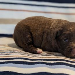 Yellow collar - Red male Companion Cross puppy in Tom's Brook, Virginia from rising sun duck tollers