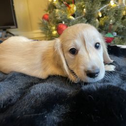 Black white ribbon male - Cream male Dachshund puppy in Lenoir, North Carolina from Dackel Land Dachshunds