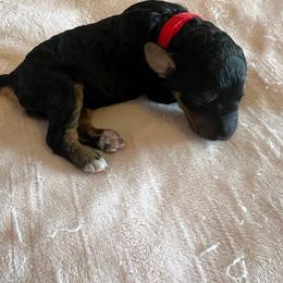 Skye - Phantom female Poodle puppy in Vaughn, Montana from 406 Poodles