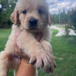 Light blue collar - Golden male Golden Retriever puppy in Jesup, Georgia from Painted Platinum Retrievers (Painted Platinum Kennel) PPK