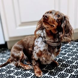 Dachshunds from Bootheel Gems