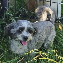 Prince - Silver male Shichon puppy in Owenton, Kentucky from Robertson's Dream Ranch Aussies & Yorkies