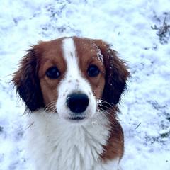 Tulip Adorable trained Nederlandse  Kooikerhondje Puppy - White and red female Nederlandse Kooikerhondje puppy in Gainesville, Florida from Ambermoon Kooikerhondje Blackamber Greater Swiss Mountain Dogs