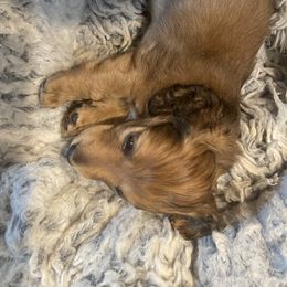 Dachshund Puppies from Royal Champion Dogs