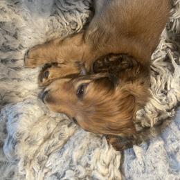 Dachshund Puppies from Royal Champion Dogs