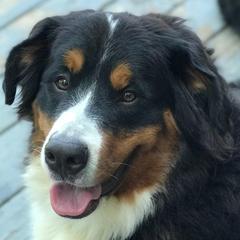 Molly - Bernese Mountain Dog