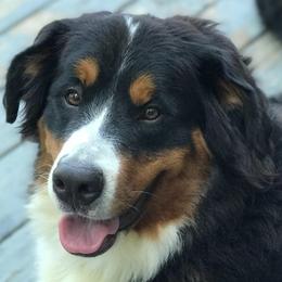Molly - Bernese Mountain Dog