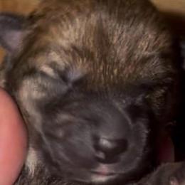 Sashige M-2 - Red male Shiba Inu puppy in Clewiston, Florida from Animal Farm Shiba Inus & Mameshibas