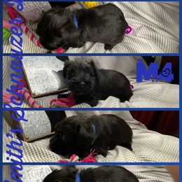Cocker Spaniel and Miniature Schnauzer Puppies from Smith’s Schnauzer Den