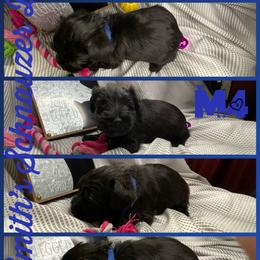 Cocker Spaniel and Miniature Schnauzer Puppies from Smith’s Schnauzer Den