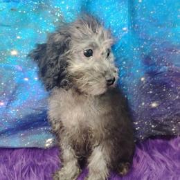Twilight - Black female Poodle puppy in Neosho, Missouri from Star Light Pups