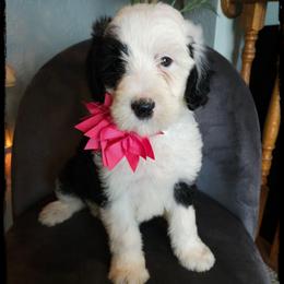 Queen - Black and white female Sheepadoodle puppy in Farley, Iowa from Iowa's Doodle Co.