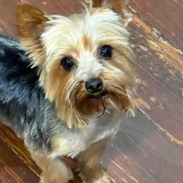 Yorkshire Terriers from EndGameYorkies