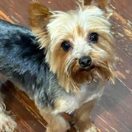 Yorkshire Terriers from EndGameYorkies