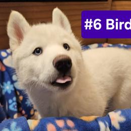 #6 Birdie - White Siberian Husky puppy in Dane, Wisconsin from Sunny Hurricane Siberians