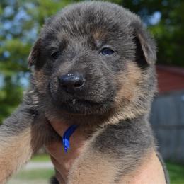 Blue - Blue male German Shepherd puppy in Grand Rivers, Kentucky from Von Frieden German Shepherds LLC