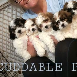 Cavapoos, Maltipoos, and Shihpoos from Cuddable Pups