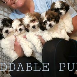 Cavapoos, Maltipoos, and Shihpoos from Cuddable Pups