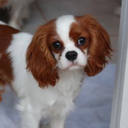 Cavalier King Charles Spaniels from Sandy Liston