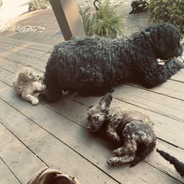 Australian Labradoodle Puppies from High Mist Mountain Australian Labradoodles