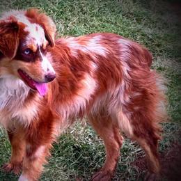 Razzy - Miniature Australian Shepherd