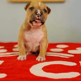 American Staffordshire Terrier Puppies from Prairieland Kennels