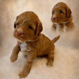 Glory - Purple Collar - Apricot female Goldendoodle puppy in Huntsville, Alabama from Falcon Ridge Doodles