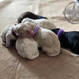 Bordoodle and Labradoodle Puppies from Howdy Doodles