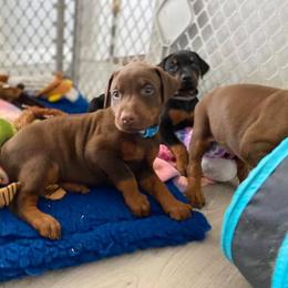 Doberman Pinscher Puppies from Jensen Dobermans