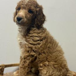 Snow - Cream female Poodle puppy in Grovetown, Georgia from PND Kennel