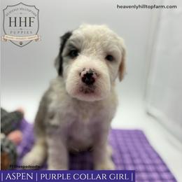ASPEN - Blue merle and white female Sheepadoodle puppy in Charlo, Montana from Heavenly Hilltop Farm