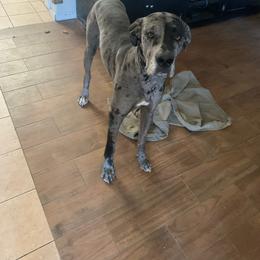Dachshund and Great Dane All Grown Up from KIAYA BUTLER