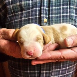 Blue Male - Red and white male Basset Hound puppy in Trade, Tennessee from TN Miniature Dachshunds & Basset Hounds