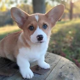 Pembroke Welsh Corgis from Pistol Creek Corgi's