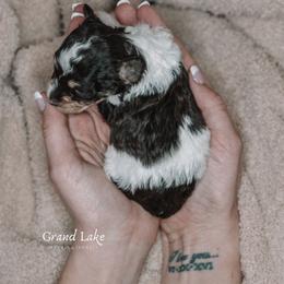 Russell Stover (Russ) - Parti male Schnoodle puppy in Grove, Oklahoma from Grand Lake Poodles & Doodles