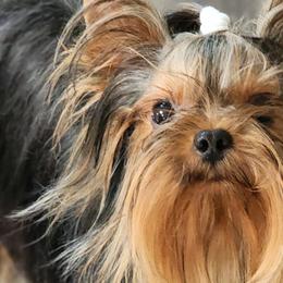 Rudy - Yorkshire Terrier