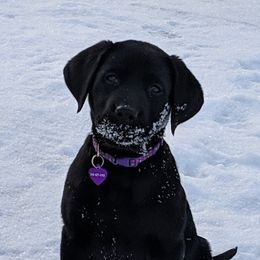 Labrador Retrievers from Midwest Select Labradors